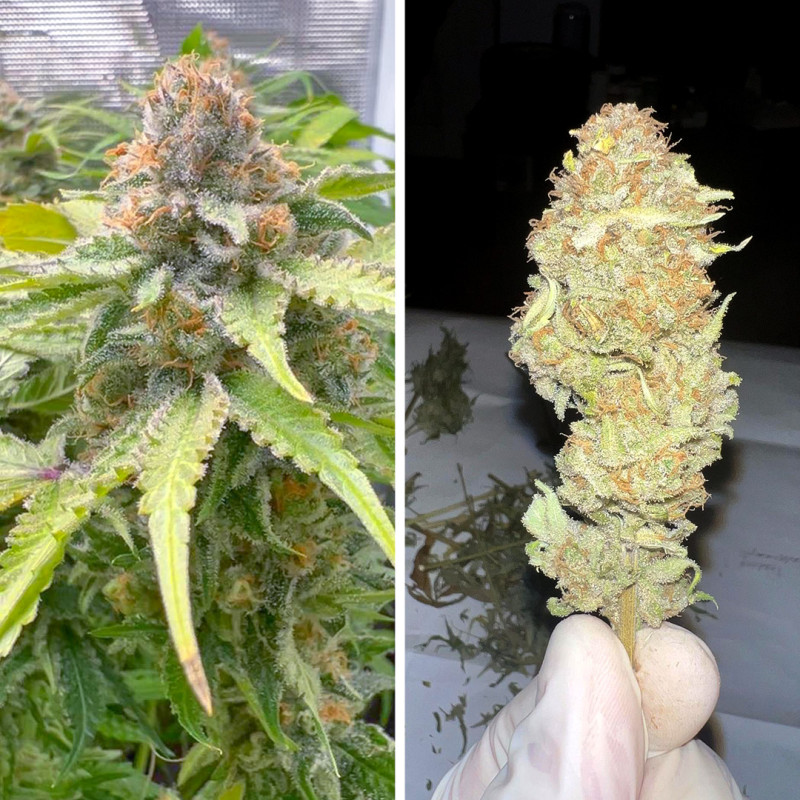 Green Papaya von Dutch Passion