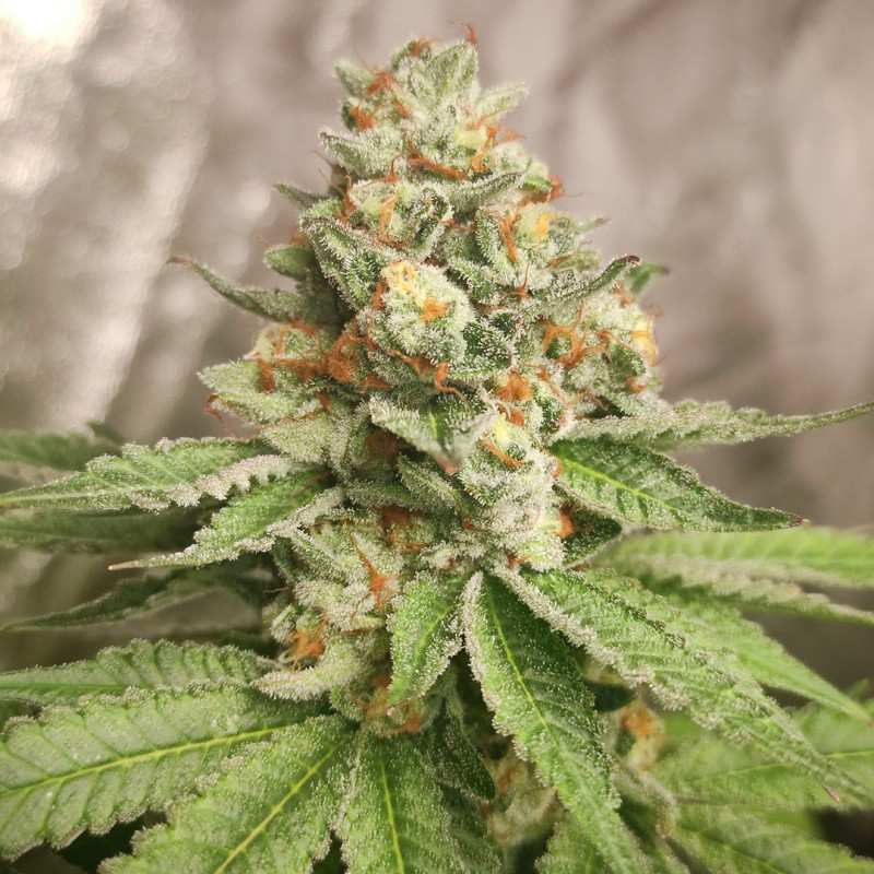 Green Papaya von Dutch Passion
