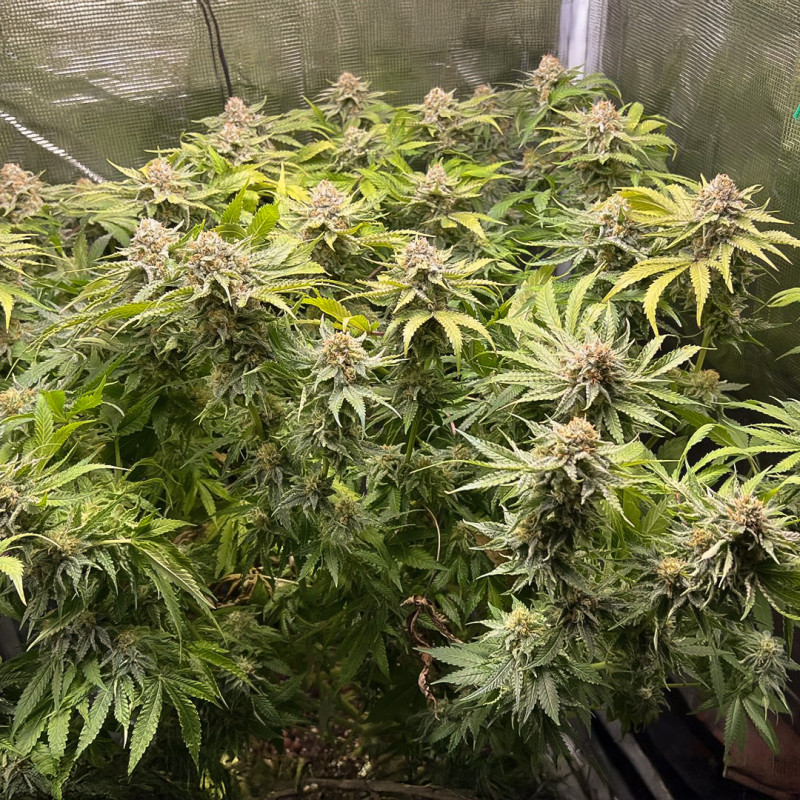 Green Papaya von Dutch Passion