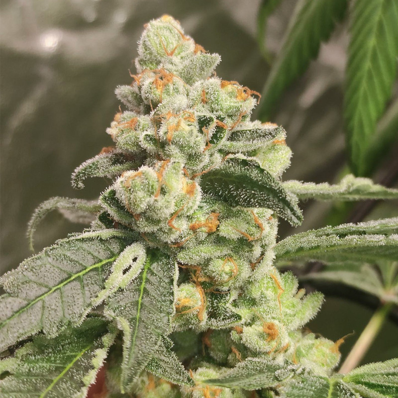 Green Papaya von Dutch Passion