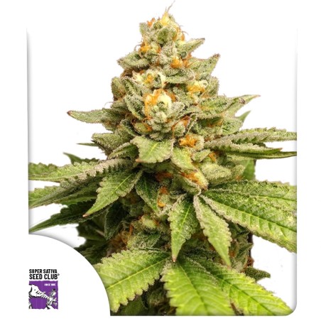 Green Papaya von Dutch Passion