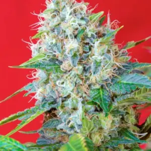 Green Poison von Sweet Seeds