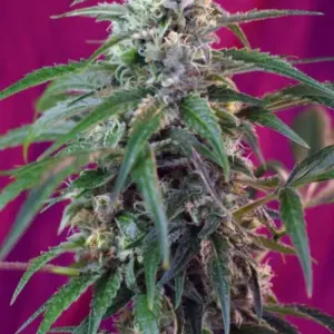 Green Poison Auto von Sweet Seeds