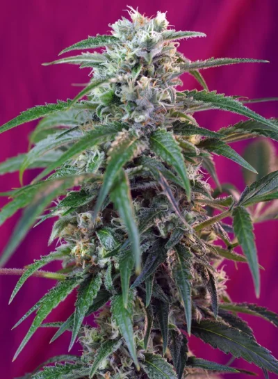 Green Poison Auto von Sweet Seeds
