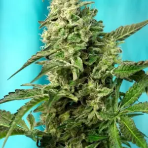 Green Poison F1 Fast Version von Sweet Seeds