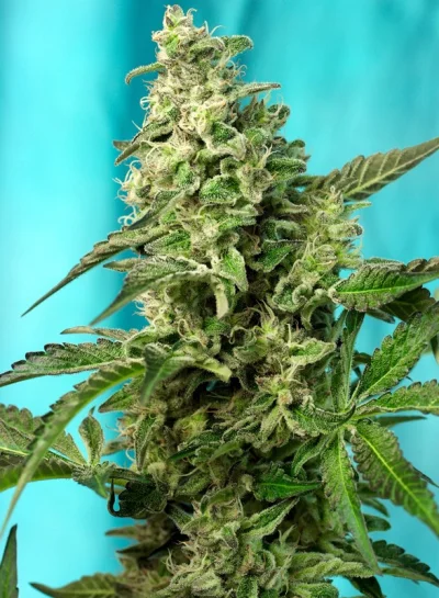 Green Poison F1 Fast Version von Sweet Seeds
