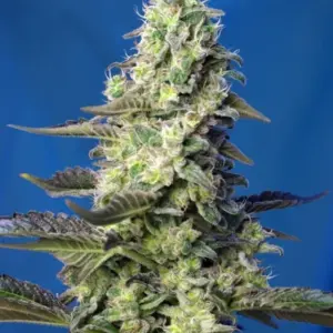 Green Poison XL Auto von Sweet Seeds