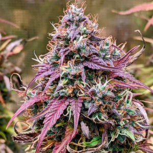 grizzly crinkle 3+2er – mephisto genetics (autoflower samen)