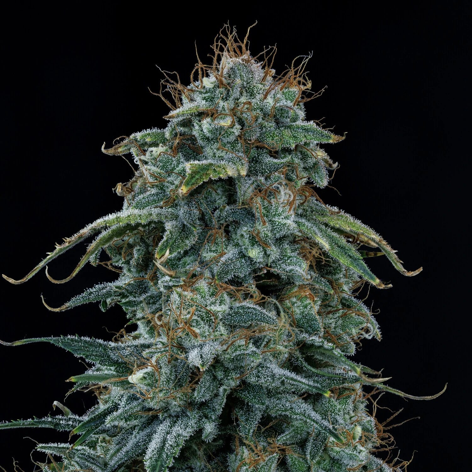 guava fig 3+2er – mephisto genetics (autoflower samen)