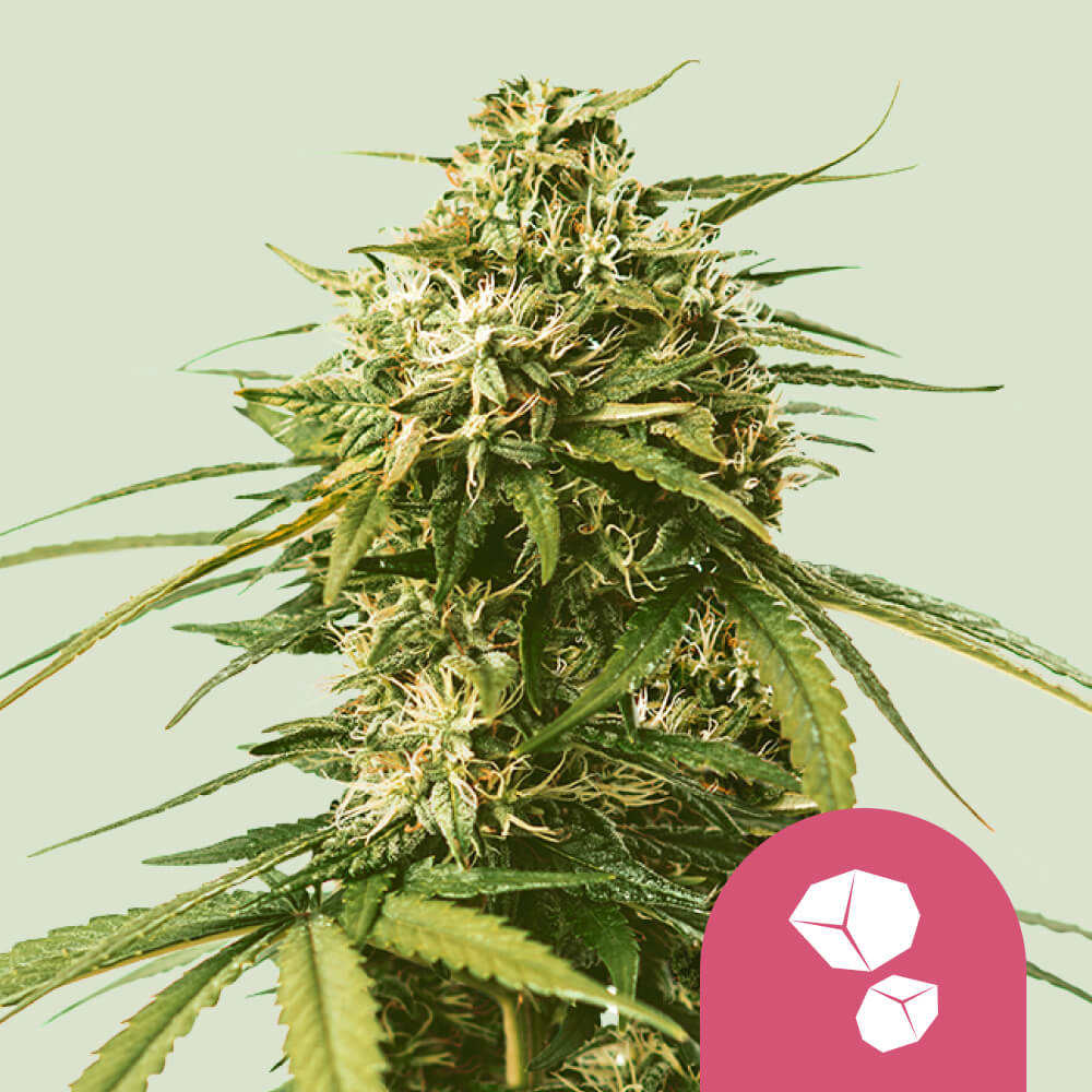 Gushers von Royal Queen Seeds