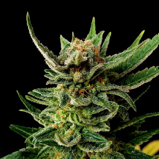Gypsy Kush von Kannabia Seed Company