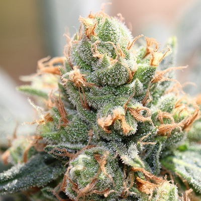 HashTonic von ACE Seeds