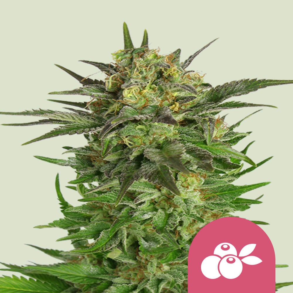 Haze Berry von Royal Queen Seeds