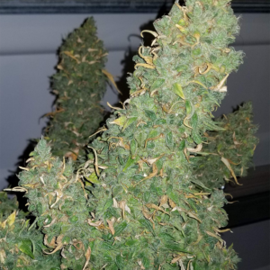 heisenberg special 3+2er – mephisto genetics (autoflower samen)
