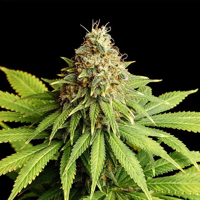 Hellfire OG von Kannabia Seed Company