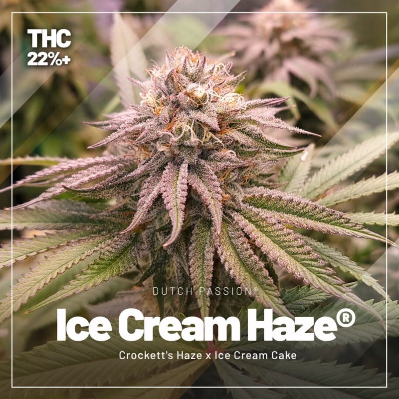 High THC Trial Mix von Dutch Passion