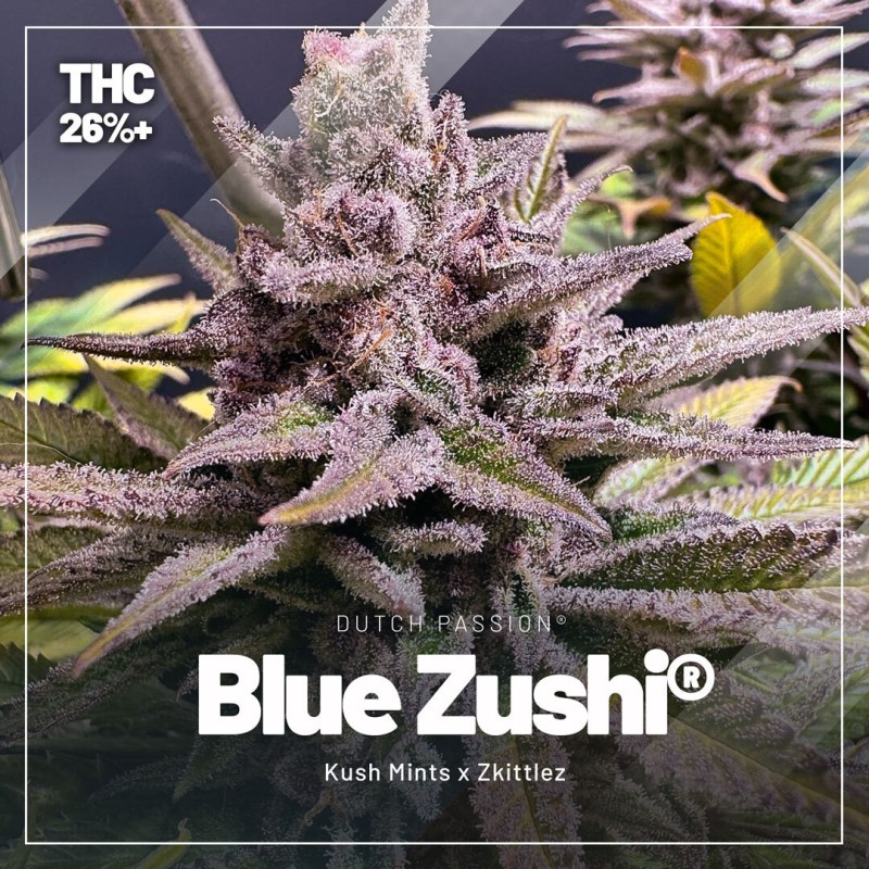 High THC Trial Mix von Dutch Passion