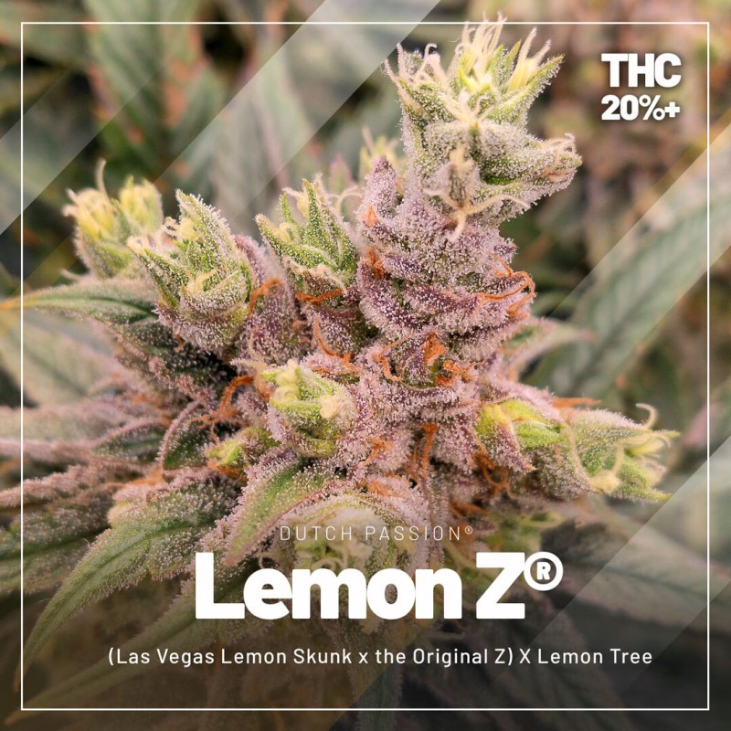 High THC Trial Mix von Dutch Passion