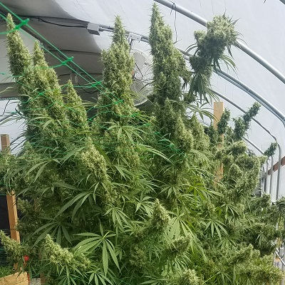 Honduras von ACE Seeds