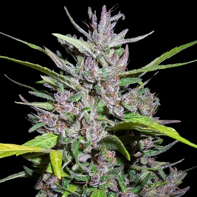 Honduras x Panama von ACE Seeds