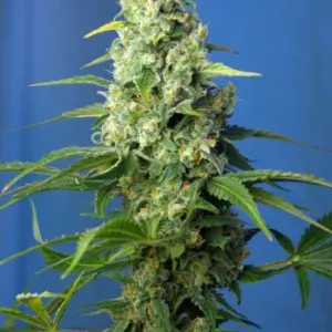 Honey Peach Auto CBD von Sweet Seeds