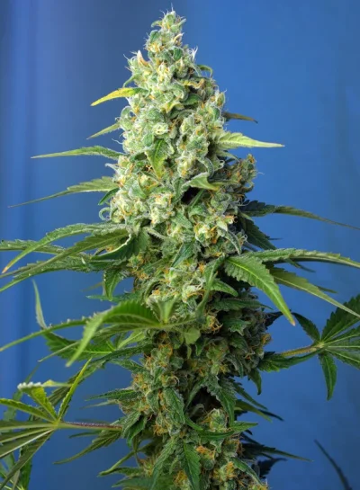 Honey Peach Auto CBD von Sweet Seeds