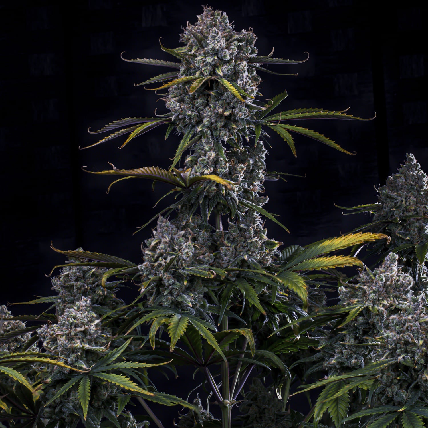 hubbabubbahaze 3+2er – mephisto genetics (autoflower samen)