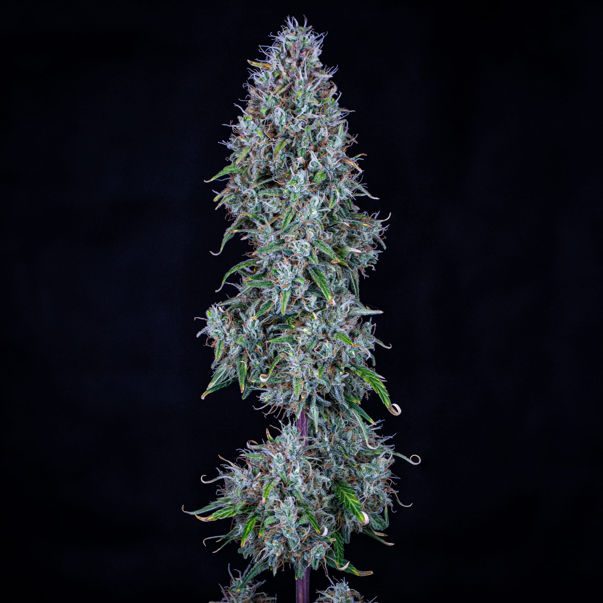 hubbabubbasmelloscope 3+2er – mephisto genetics (autoflower samen)