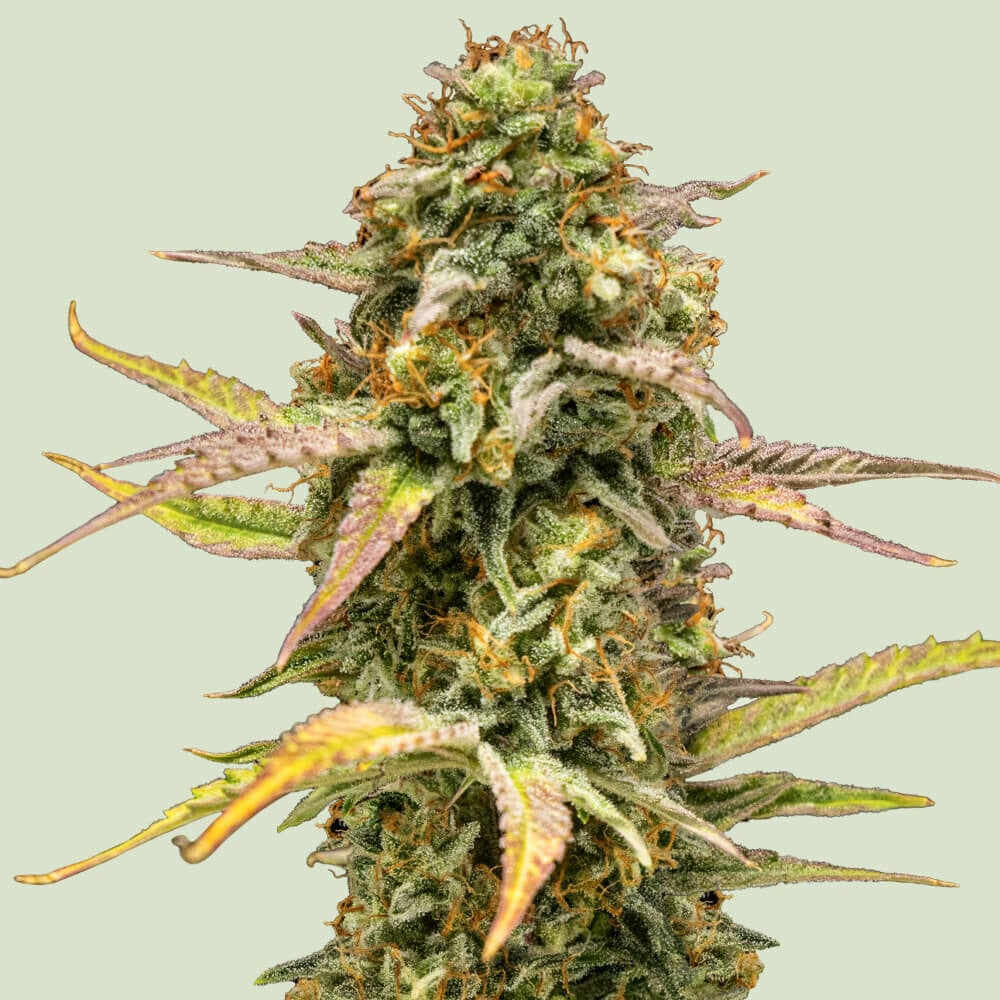 Hyperion F1 von Royal Queen Seeds