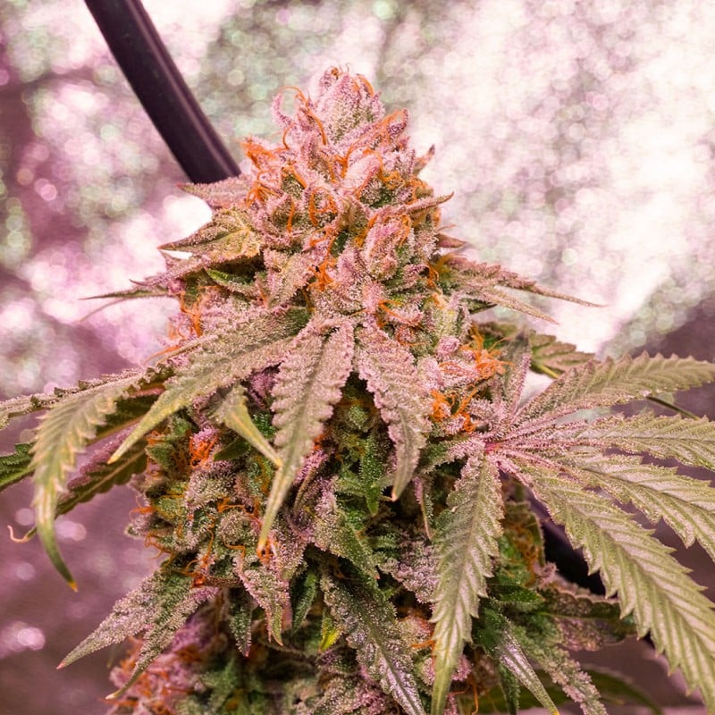 Ice Cream Cake F2 von Dutch Passion