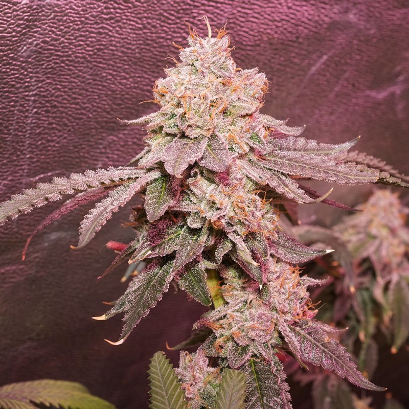 Ice Cream Cake F2 von Dutch Passion