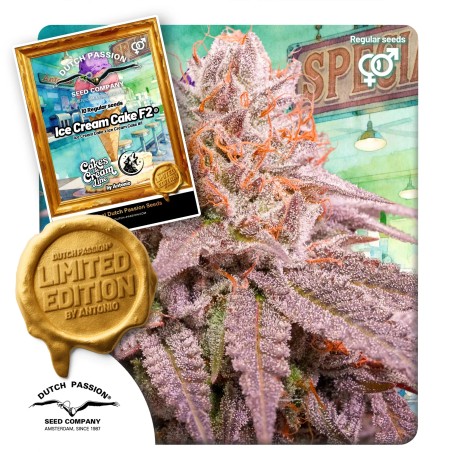 Ice Cream Cake F2 von Dutch Passion