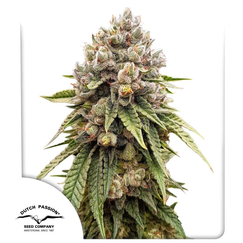 Ice Cream Haze 3 St. Dutch Passion
