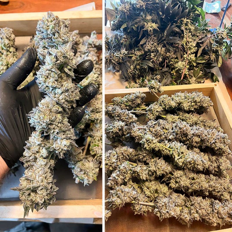 Ice Cream Haze von Dutch Passion