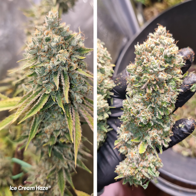 Ice Cream Haze von Dutch Passion