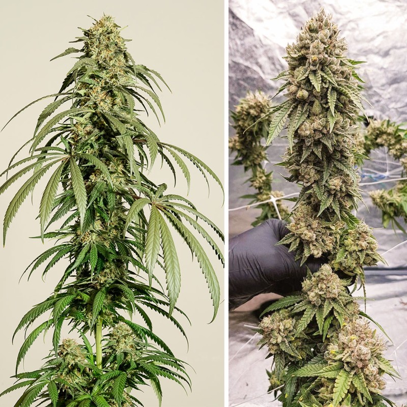 Ice Cream Haze von Dutch Passion