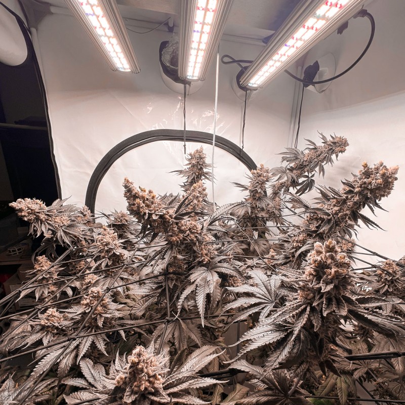 Ice Cream Haze von Dutch Passion