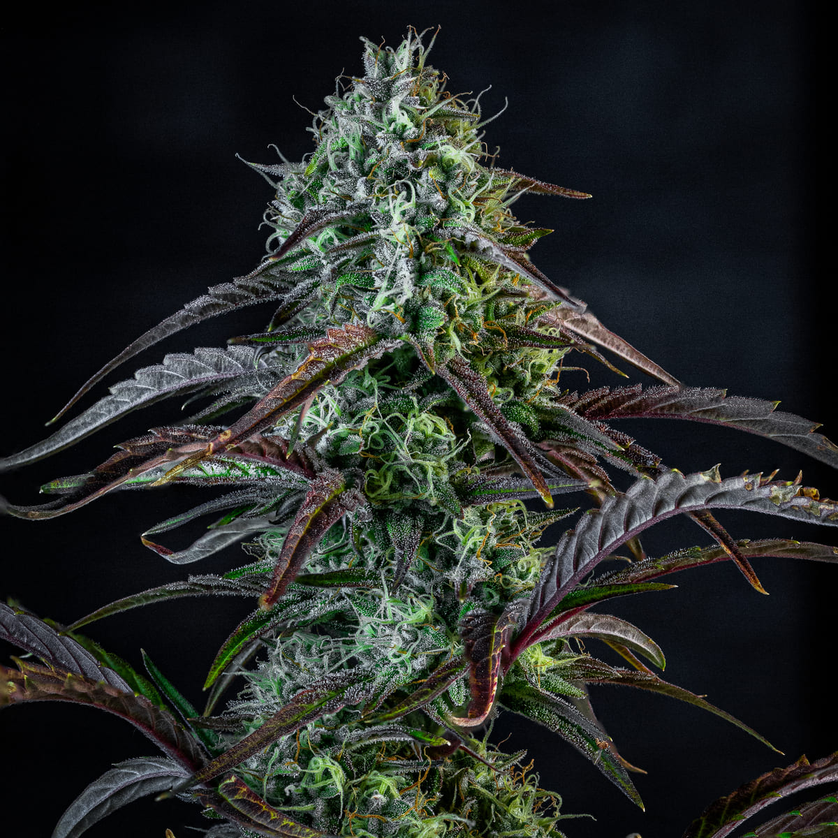 iced 'n' baked 3+2er – mephisto genetics (autoflower samen)