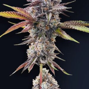Marshmallow OG 5er Compound Genetics