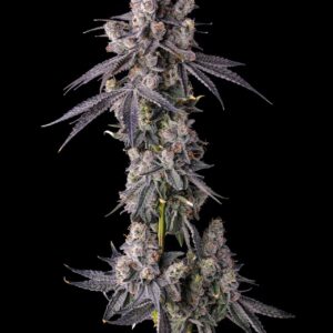 Mora Azul 7er Candy Pave Collection Compound Genetics
