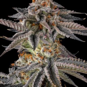 JAHrassic 3er Black Amber Collection Compound Genetics