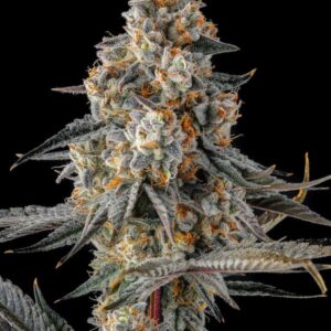 La Llorona 3er Black Amber Collection Compound Genetics