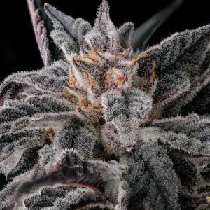 Nakamarra 3er Black Amber Collection Compound Genetics