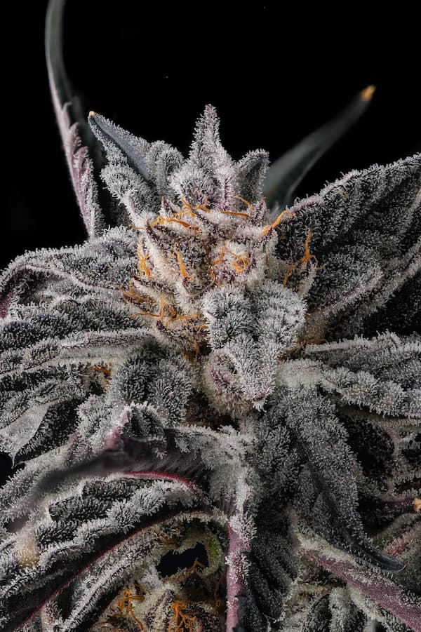 Nakamarra 3er Black Amber Collection Compound Genetics