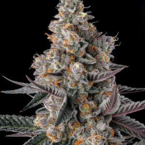 Shake Back 3er Black Amber Collection Compound Genetics