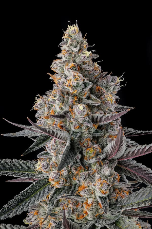 Shake Back 3er Black Amber Collection Compound Genetics