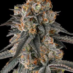 Solazo 3er Black Amber Collection Compound Genetics