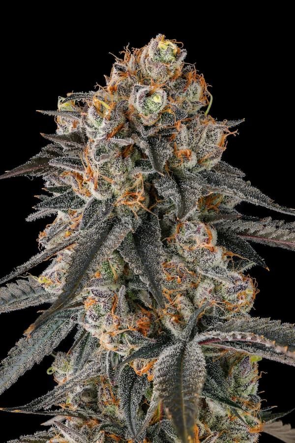 Solazo 3er Black Amber Collection Compound Genetics