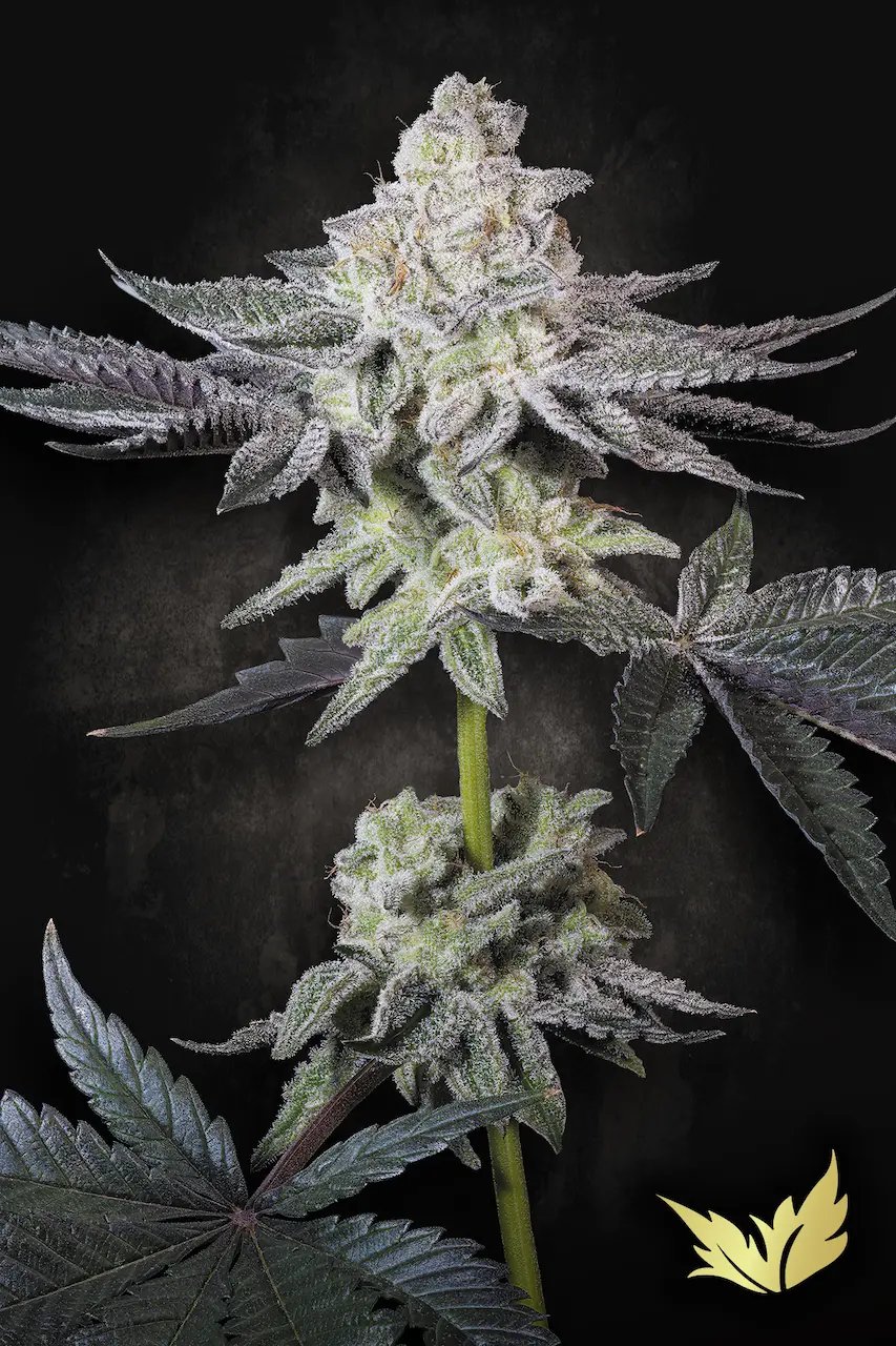 Emerald Envy 5 St. Paradise Seeds
