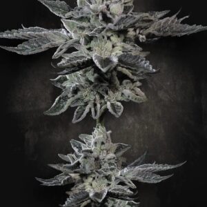 G- Force 5 St. Paradise Seeds